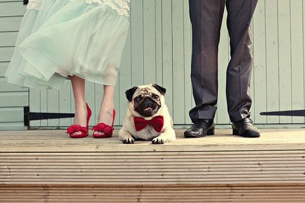 pet-in-wedding-7